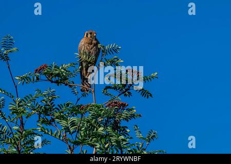 Wild Red Tailed Hawk à la recherche d'une proie contre Un ciel bleu brillant Banque D'Images