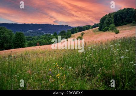 Beau lever de soleil chaud, prairie et champ en fleurs sauvages, bois sur colline à Hajdovy paseky, Moravie, république tchèque. Banque D'Images