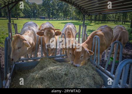 Belles vaches blonde d'AQUITAINE dans le pâturage, une race bovine originaire de France Banque D'Images