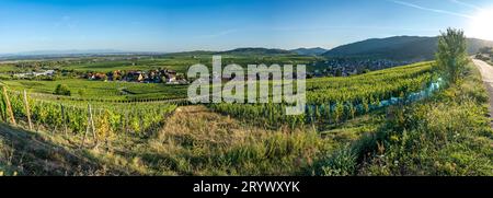 Vignoble alsacien. Vue panoramique sur les champs de vignes le long de la route des vins et le village de Riquewihr au milieu Banque D'Images