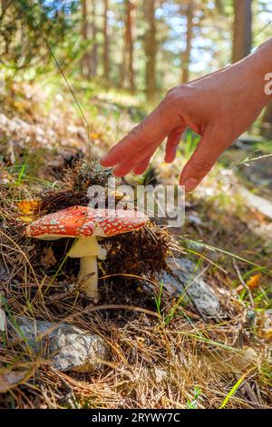 Champignon Amanita muscaria dans une clairière forestière. Banque D'Images