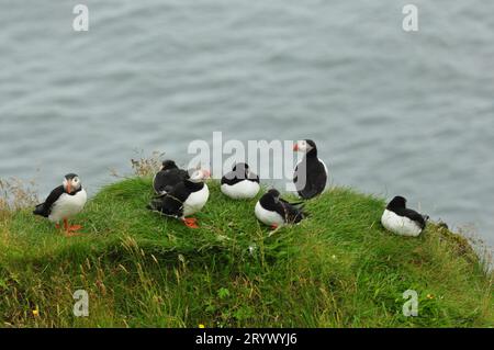 Groupe de macareux sur une pelouse verte près du rivage en Islande Banque D'Images