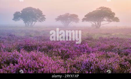 Parc national de Zuiderheide Veluwe, bruyère rose pourpre en fleur, chauffage en fleur sur le Veluwe Banque D'Images