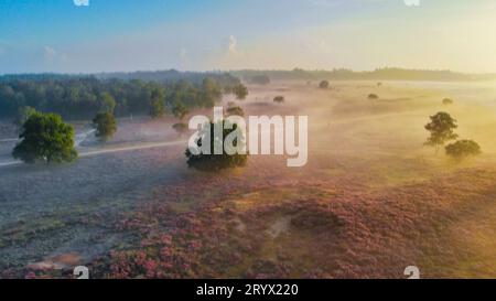 Parc national de Zuiderheide Veluwe, bruyère rose pourpre en fleur, chauffage en fleur sur le Veluwe Banque D'Images