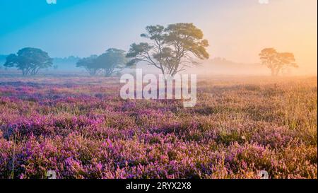 Parc national de Zuiderheide Veluwe, bruyère rose pourpre en fleur, chauffage en fleur sur le Veluwe Banque D'Images