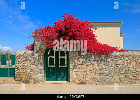 Belle porte verte bougainvilliers et mur de pierre contre ciel bleu, île Agistri, groupe d'îles Saroniques, Grèce. Prise en mai 2023 Banque D'Images