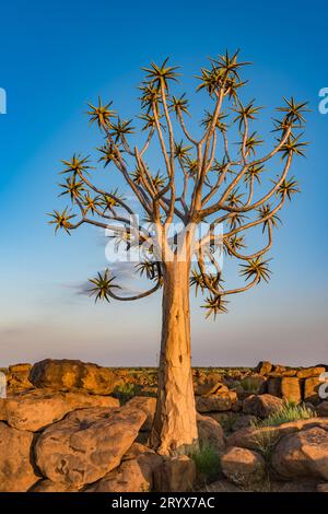 Le carquois tree, ou l'aloe dichotoma, Keetmanshoop, Namibie Banque D'Images