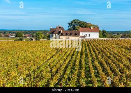 Chateau de vignes dans la saison d'automne, Bourgogne, France Banque D'Images