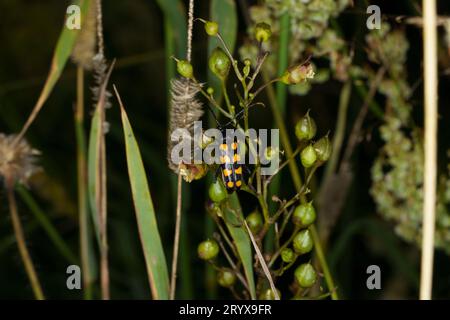 Leptura quadrifasciata famille Cerambycidae genre Leptura quatre bandes Longhorn Beetle nature sauvage photographie d'insectes, image, papier peint Banque D'Images