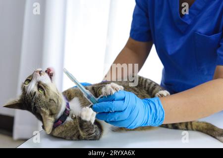 Chat sur la table d'examen de la clinique vétérinaire. Soins vétérinaires. Vétérinaire médecin et chat. Banque D'Images