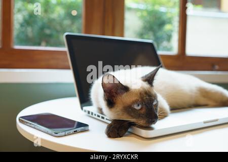 Chat sur ordinateur portable travaillant de la maison avec chat. chat endormi sur ordinateur portable assistant clavier chat travaillant chez ordinateur portable. Banque D'Images