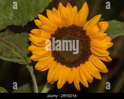 Gros plan de tournesol éclatant : une magnifique fleur jaune se prélassant dans la chaleur du soleil, la beauté de la nature capturée Banque D'Images