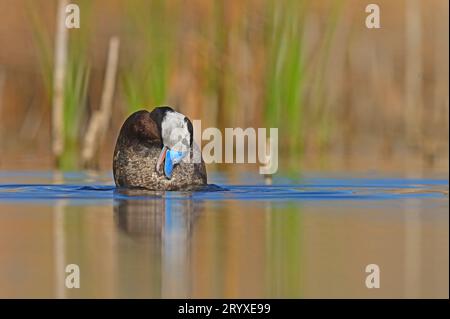 Canard à tête blanche nettoyage dans l'eau. Canard bleu. Canard de bain. Banque D'Images