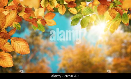 Fond d'automne coloré avec de magnifiques feuilles de hêtre encadrant le ciel, le soleil et la canopée des arbres Banque D'Images