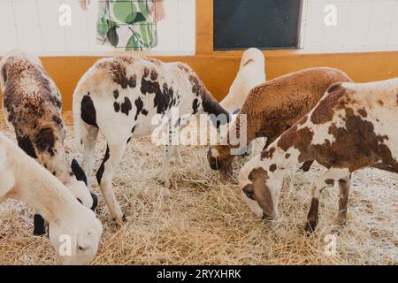 chèvres mignonnes mangeant du foin à la ferme Banque D'Images