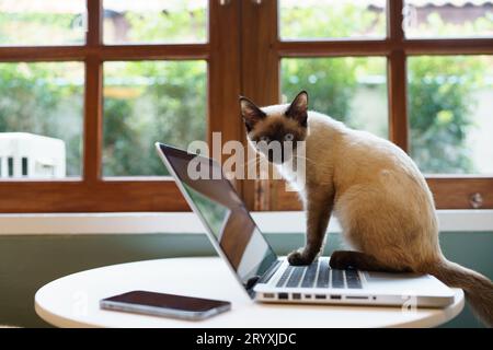 Animaux chat agissant comme un humain. Chat travaillant chez ordinateur portable Banque D'Images