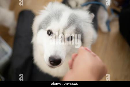 Chien malamute d'Alaska dans le salon de toilettage, gros plan Banque D'Images