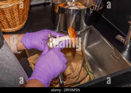 Vue des mains féminines dans les gants nettoyant les champignons boletus dans la cuisine. Suède. Banque D'Images