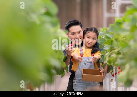 Un père et sa fille visitent un jardin de fraises bio dans une ferme fermée. Amusez-vous à cueillir des fraises ensemble. Banque D'Images