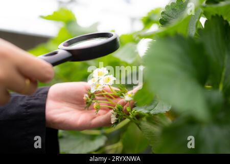 Les scientifiques étudient la maturité des fleurs de fraise. Dans le jardin de fraises fermé Banque D'Images