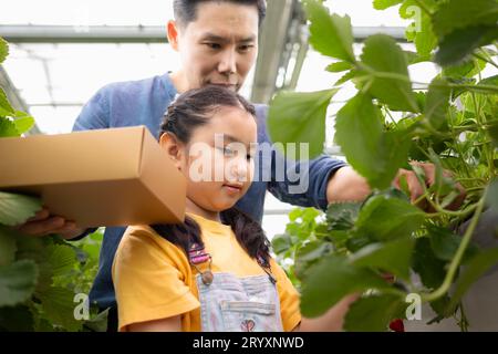 Un père et sa fille visitent un jardin de fraises bio dans une ferme fermée. Amusez-vous à cueillir des fraises ensemble. Banque D'Images