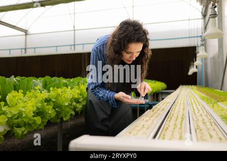 Propriétaire de potager biologique, petite femme d'affaires inspectant les germes de légumes dans son potager biologique. Banque D'Images