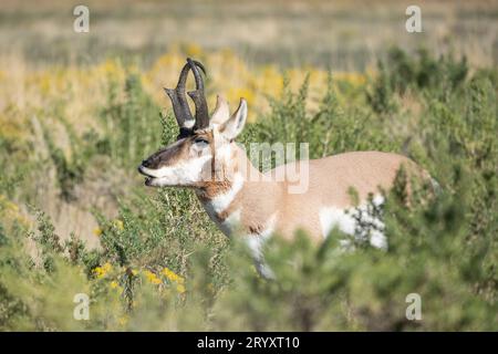 Gros plan de Pronghorn à travers les herbes de praire dans la vallée de Lamar, parc national de Yellowstone Banque D'Images