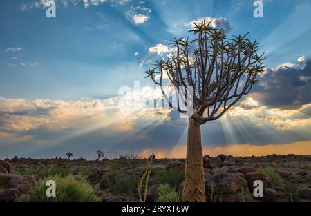 Le carquois tree, ou l'aloe dichotoma, Keetmanshoop, Namibie Banque D'Images