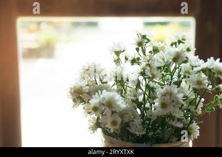 Belles fleurs et plantes maison sur le seuil de vent Banque D'Images