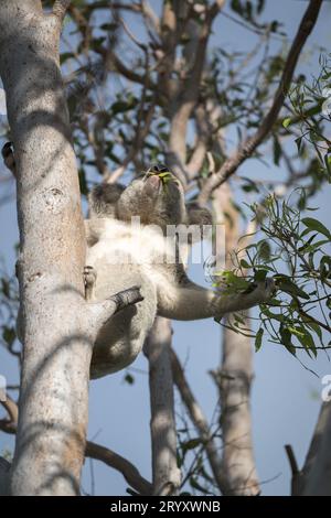 Un gros koala mâle, symbole emblématique de l’Australie, s’étend pour atteindre quelques succulentes feuilles d’eucalyptus sur Magnetic Island à Townsville, Banque D'Images