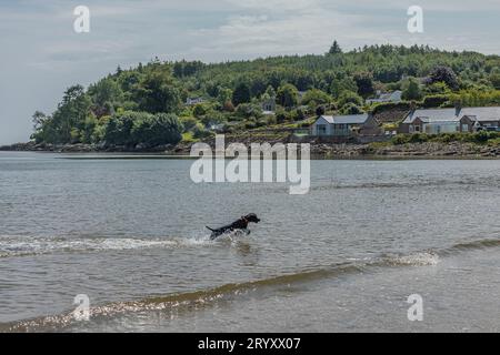 Spaniel noir de cocker de travail courant dans la partie peu profonde de la mer sur fond de maisons Banque D'Images