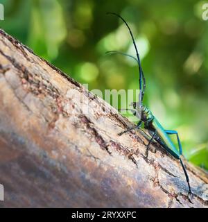 Le coléoptère (Aromia moschata) est une espèce eurasienne de coléoptère long appartenant à la sous-famille des Cerambycidae, assis sur un Banque D'Images