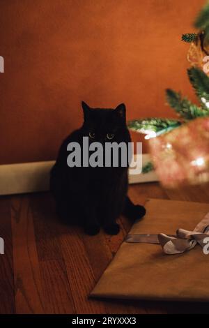 Mignon chat noir assis sous l'arbre de Noël avec des cadeaux, regardant la caméra Banque D'Images