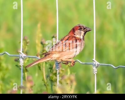 Moineau de maison également appelé Moineau anglais, l'un des mondes les plus connus et les plus abondants petits oiseaux, parfois classé en t Banque D'Images