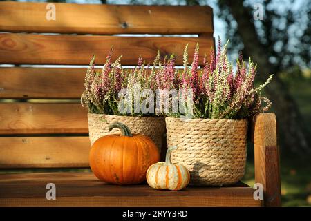 Belles fleurs de bruyère en pots et citrouilles sur banc en bois à l'extérieur Banque D'Images