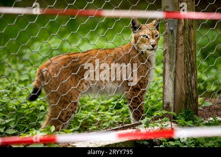 Lynx européen, Lynx lynx, captif derrière la bride au zoo de Sababurg, Hofgeismar, Allemagne, Europe Banque D'Images