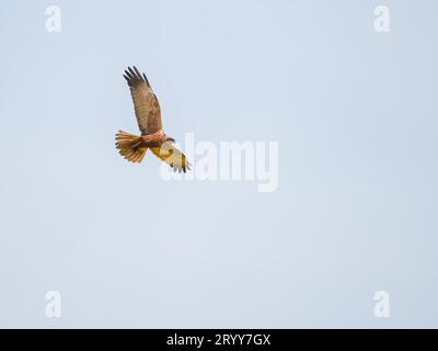 Marais mâle Harrier (cirque aeruginosus) à la recherche de proies Banque D'Images