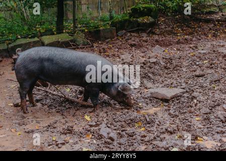 Cochon dans le champ, élevage biologique des animaux. Single Pig jouant dans la boue avec de la boue épaisse et désagréable partout sur son visage à un Agricult Banque D'Images