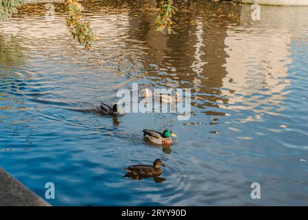 Canards sur le lac dans le parc. Garez-vous à l'automne. Arbres d'automne. Les canards sauvages se reflètent dans le lac. Plumes d'oiseau multicolores Banque D'Images