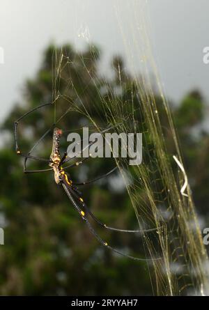 Orbe doré du Nord Weaver tournant son Web dans la forêt de l'île Lamma à Hong Kong. Banque D'Images