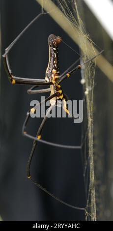 Orbe doré du Nord Weaver tournant son Web dans la forêt de l'île Lamma à Hong Kong. Banque D'Images