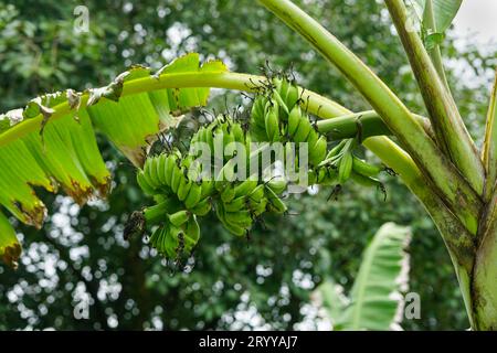 Banana Tree avec bouquet de fruits de banane Banque D'Images