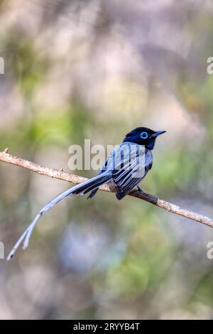 Malgache paradis flycatcher, Terpsiphone mutata, Kirindy forêt Madagascar Banque D'Images