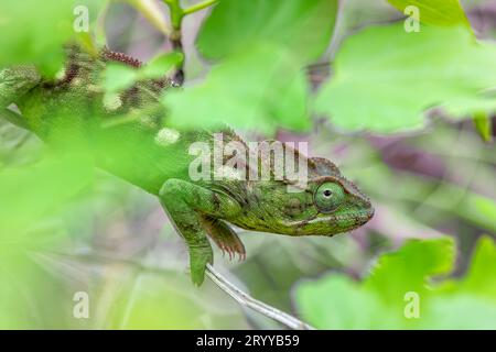 Caméléon d'Oustalet, femelle de Furcifer oustaleti, Tsingy de Bemaraha, faune de Madagascar Banque D'Images