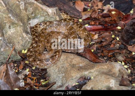 Serpent à oeil de chat malgache, Colubrinus malgache, Forêt de Kirindy, faune de Madagascar Banque D'Images