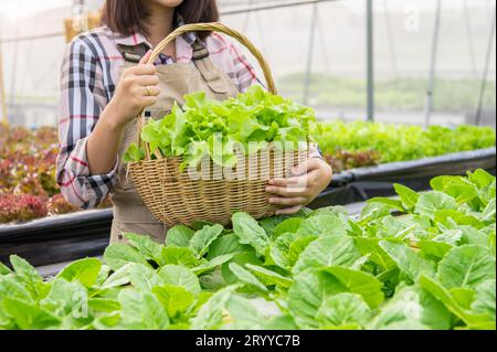 Jeune agriculteur biologique hydroponique asiatique collectant la salade de légumes dans le panier avec serre de pépinière. Modes de vie des gens et bu Banque D'Images