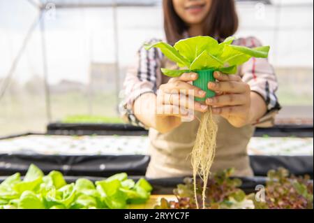 Jeune fermier biologique hydroponique asiatique collectant des salades de légumes et donnant dans la serre de pépinière. Modes de vie des gens et busin Banque D'Images