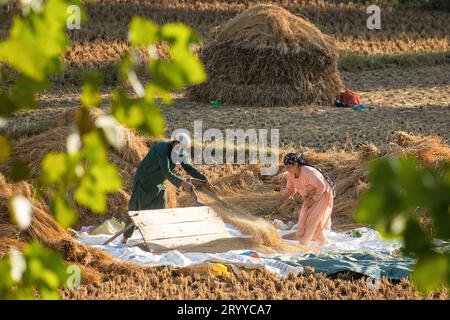 Pulwama, Inde. 02 octobre 2023. Des agriculteurs cachemiris travaillant dans un champ de rizières pendant la saison de récolte du paddy dans le district de Pulwama, au sud de Srinagar. Le paddy est la culture la plus largement plantée au Jammu-et-Cachemire. Il est semé au mois de juin et récolté en septembre-octobre. Crédit : SOPA Images Limited/Alamy Live News Banque D'Images