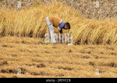 Pulwama, Inde. 02 octobre 2023. Un Cachemire récolte du paddy dans un champ pendant la saison de récolte du paddy dans le district de Pulwama, au sud de Srinagar. Le paddy est la culture la plus largement plantée au Jammu-et-Cachemire. Il est semé au mois de juin et récolté en septembre-octobre. Crédit : SOPA Images Limited/Alamy Live News Banque D'Images