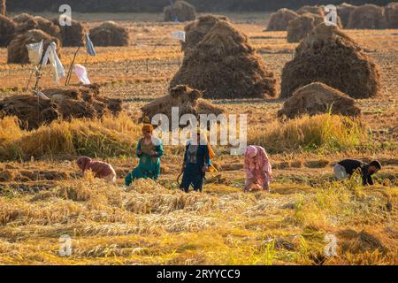 Pulwama, Inde. 02 octobre 2023. Les agriculteurs cachemiriens récoltent le paddy dans un champ pendant la saison de récolte du paddy dans le district de Pulwama, au sud de Srinagar. Le paddy est la culture la plus largement plantée au Jammu-et-Cachemire. Il est semé au mois de juin et récolté en septembre-octobre. Crédit : SOPA Images Limited/Alamy Live News Banque D'Images